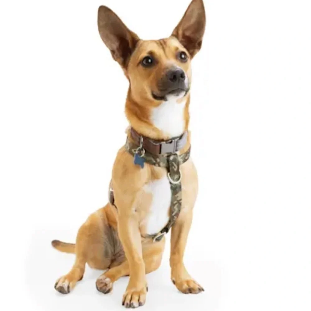 NWT Redy green Camo dog harness M